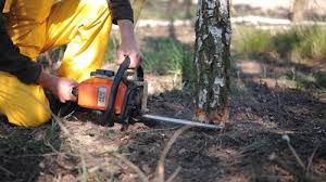 Best Tree Removal Services  in Weston, WV